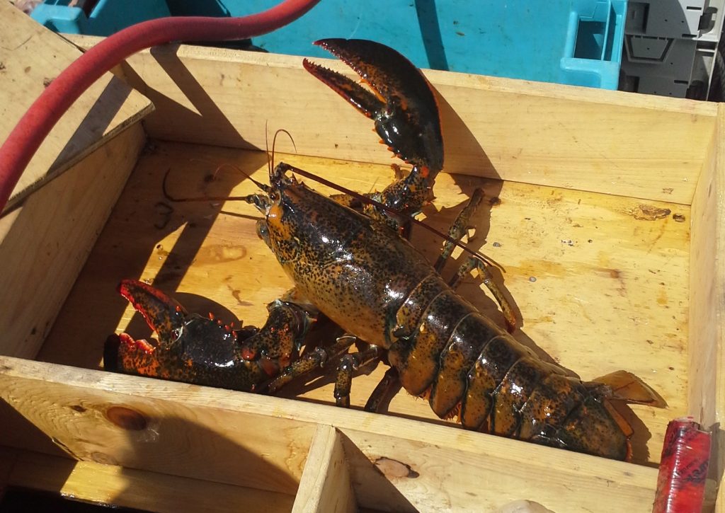 Cape Breton Lobster, Fresh from the East Coast