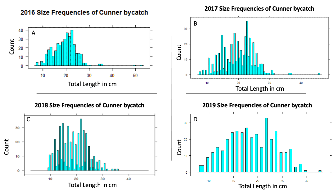 Figure 1. Size frequencies in centimetres of cunner by-catch from 2016 (A), 2017 (B), 2018 (C), and 2019 (D). 