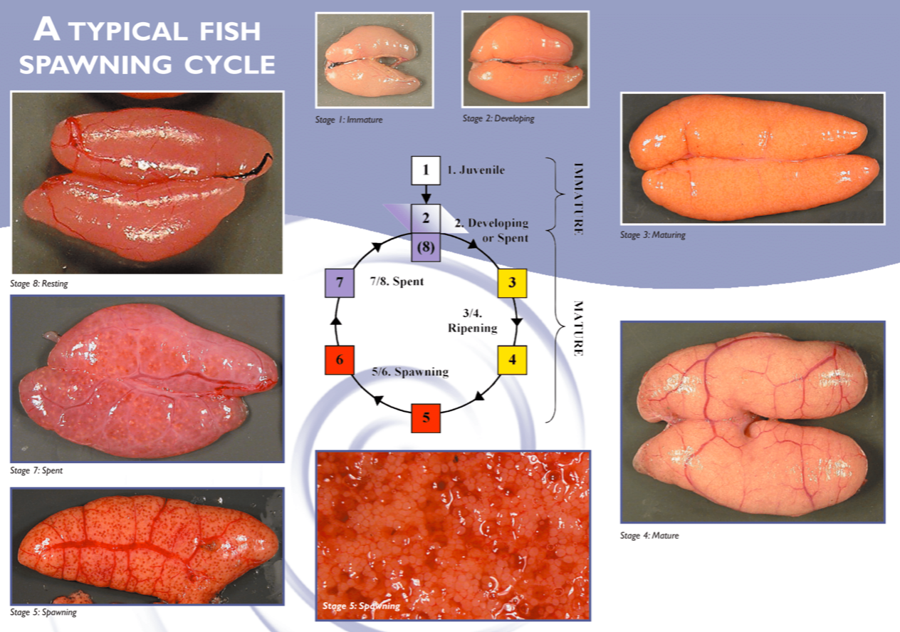 Figure 1. A typical fish spawning cycle. Technicians would dissect the cunner and use this cycle to determine the spawning stage. 