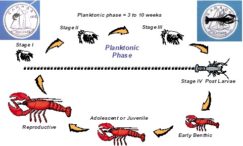 Figure 1. The lifecycle of a lobster. 